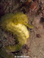 Tigertail SeahorseTaken at the Phi Phi Islands Camera Mod... by Daniel Sasse 